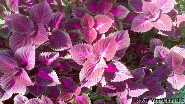陽台紫蘇的種植方法