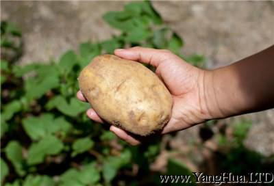 陽台種出的土豆
