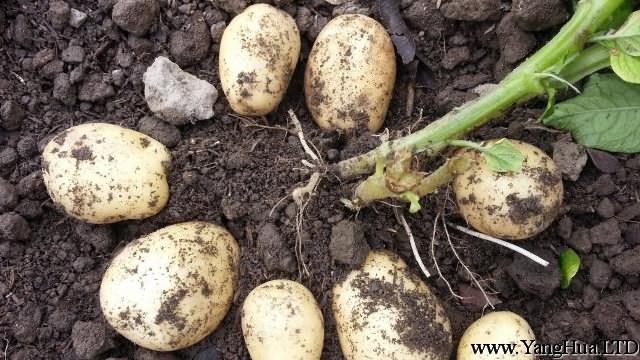 陽台土豆的種植方法