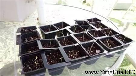 雞蛋茄種植方法