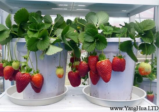 草莓果實-陽台種菜