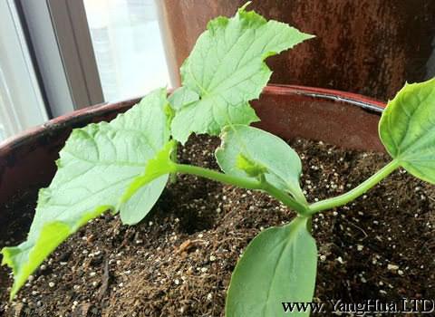 黃瓜葉-陽台種菜
