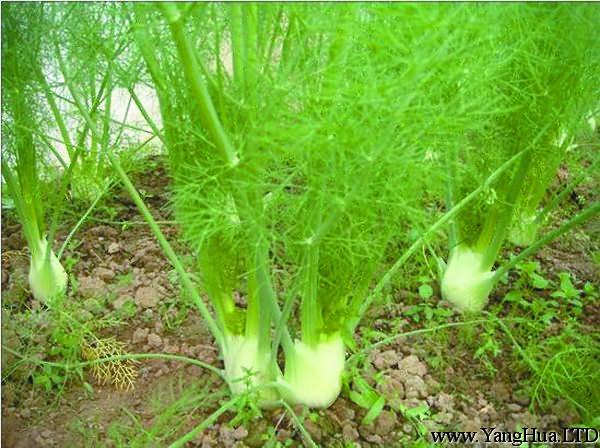 茴香的根栽方法-陽台種菜