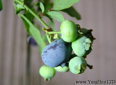 藍莓-陽台種菜