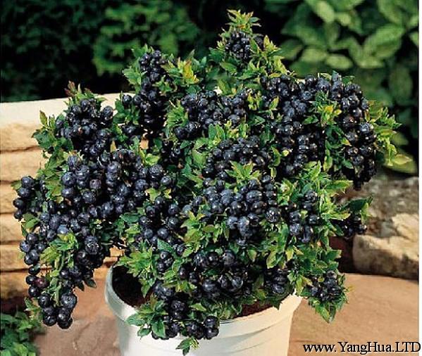 盆栽藍莓-陽台種菜