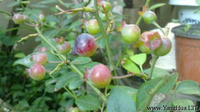 陽台藍莓的種植方法