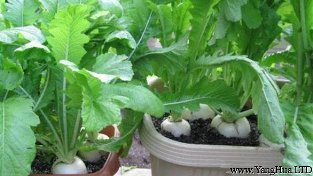 陽台蘿蔔菜的種植方法