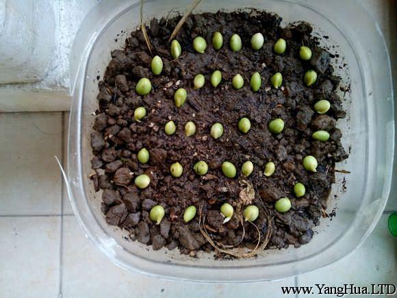 豌豆種子-陽台種菜