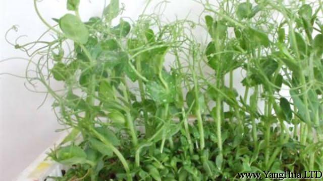 陽台豌豆的種植方法