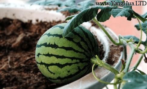 西瓜成熟時-陽台種菜