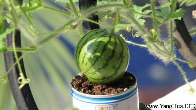 陽台的西瓜種植方法