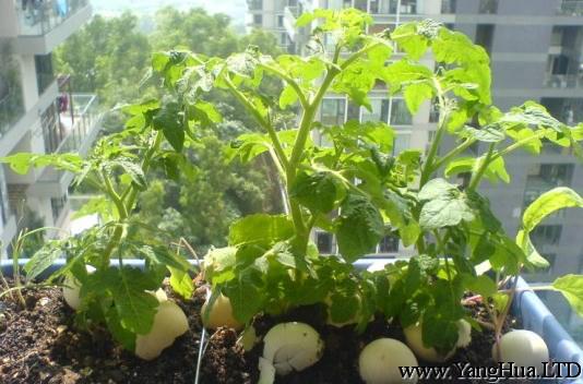 西紅柿育苗方法-陽台種菜