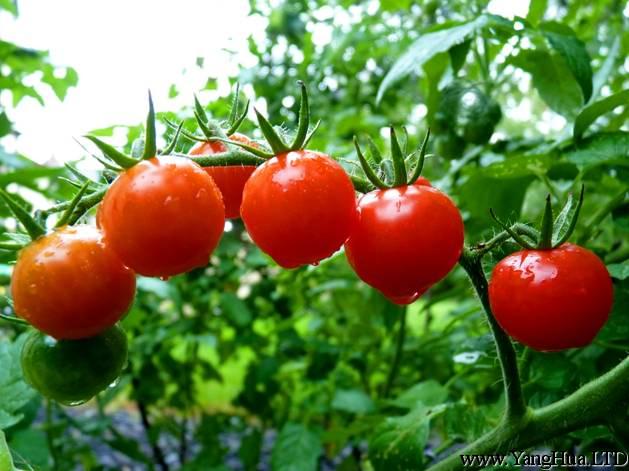 陽台種植西紅柿