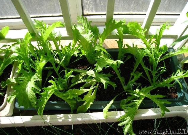 陽台種菜-茼蒿的種植方法