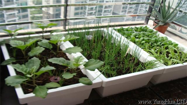 陽台種菜如何施肥