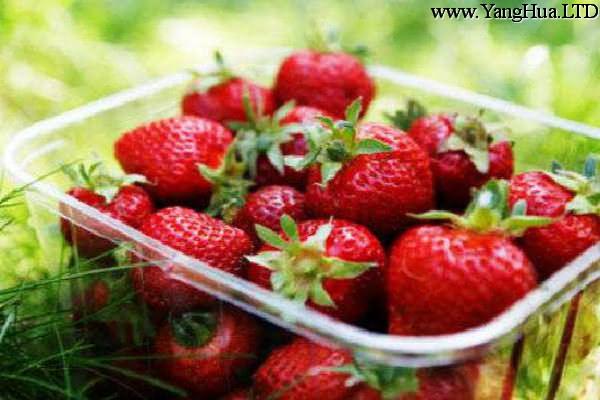 家庭無土栽培草莓怎麼養