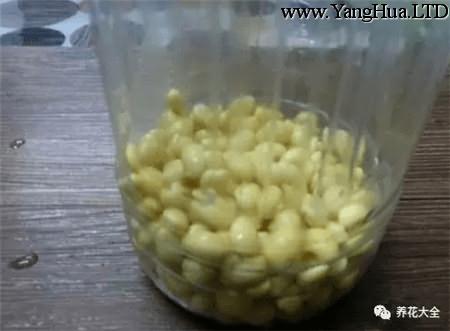 黃豆裝塑膠瓶