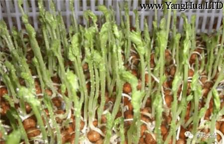 豌豆收穫