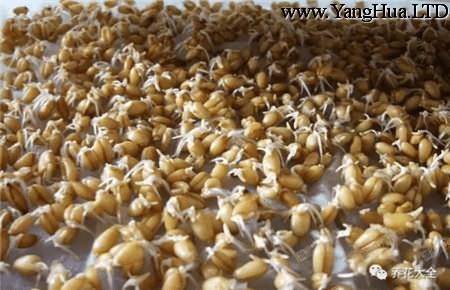 小麥種子發芽