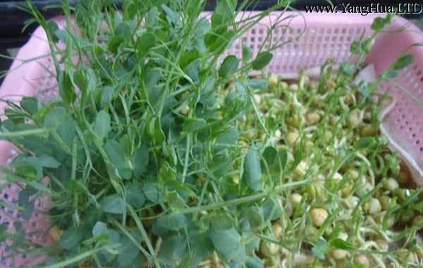 陽台豌豆苗種植方法