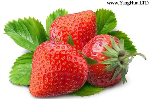 草莓的常見品種