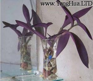 室內盆栽紫羅蘭