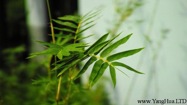 竹子的象徵意義是什麼