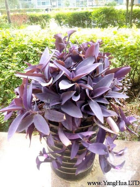 紫錦草（紫 竹梅）盆栽
