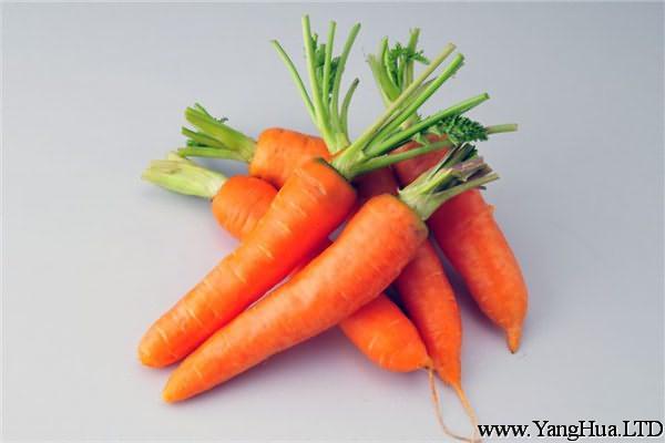 胡蘿蔔的常見品種