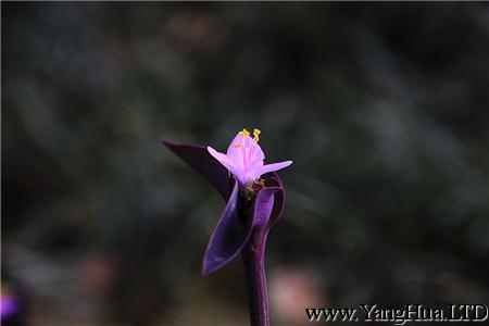 紫鴨趾草花