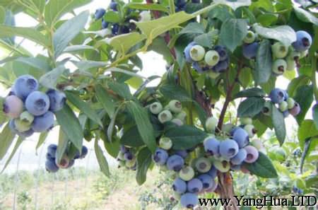 藍莓植株