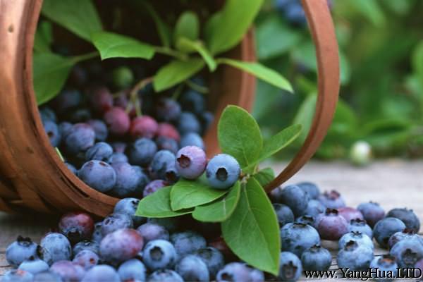 藍莓怎麼釀酒