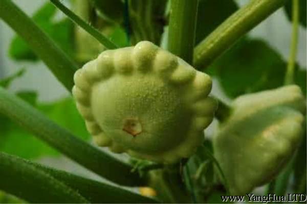 飛碟瓜怎麼吃