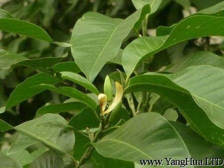 黃桷蘭植株