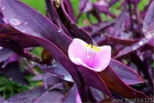 彩葉吊蘭有毒嗎？