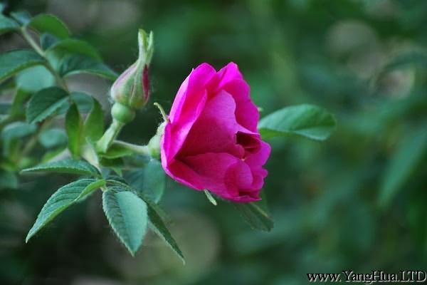 野薔薇的花語