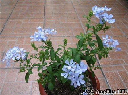藍雪花盆栽