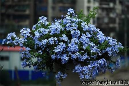 藍雪花花朵