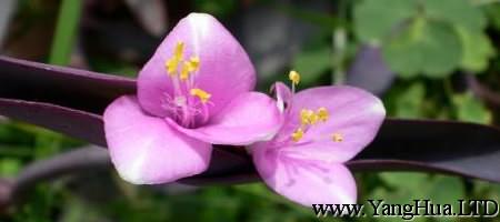 美麗的紫錦草（紫 竹梅）