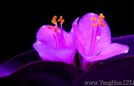 漂亮的紫錦草（紫 竹梅）