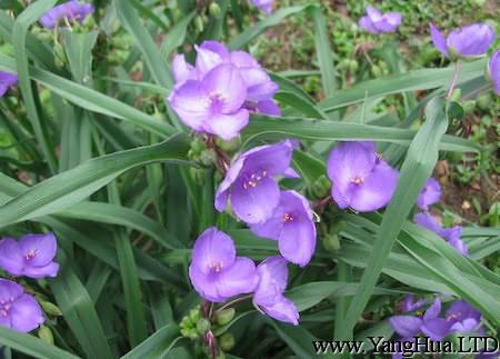 美麗的紫露草