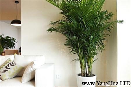 鳳尾竹能夠美化居室