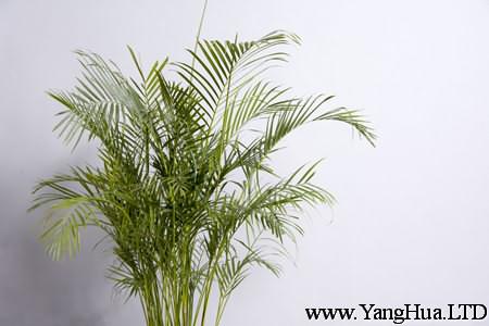 鳳尾竹能夠淨化空氣