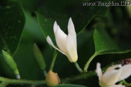 美麗的白蘭花