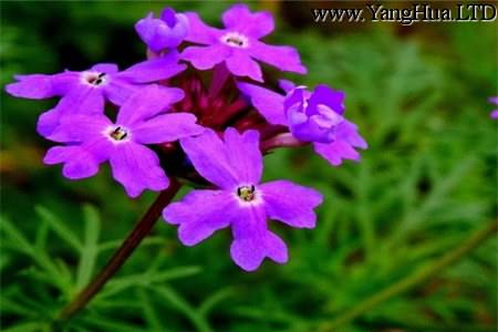 漂亮的紫羅蘭