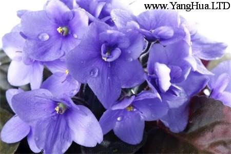 美麗的紫羅蘭