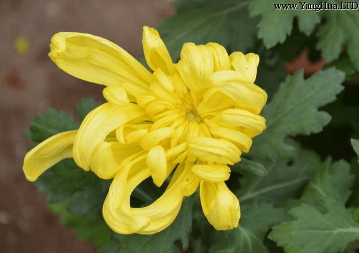 黃色菊花