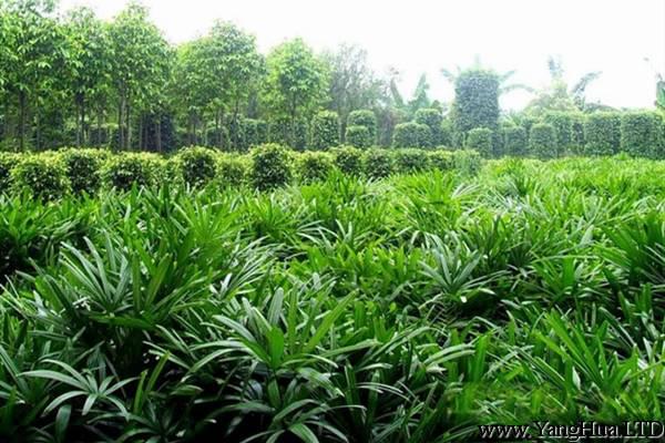 棕竹的應用價值