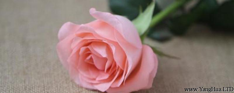 粉玫瑰代表什麼意思
