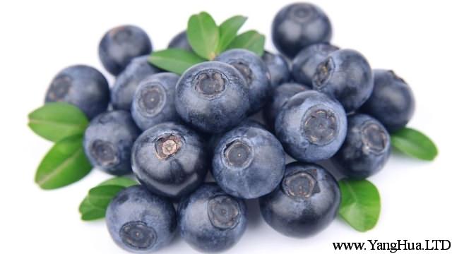 孕婦可以吃藍莓嗎